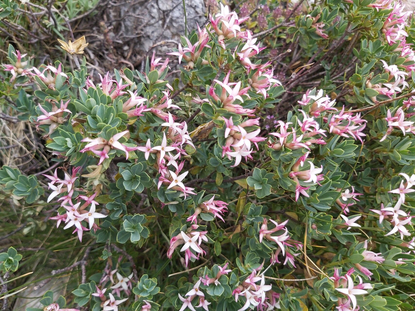 Daphne kosaninii flower