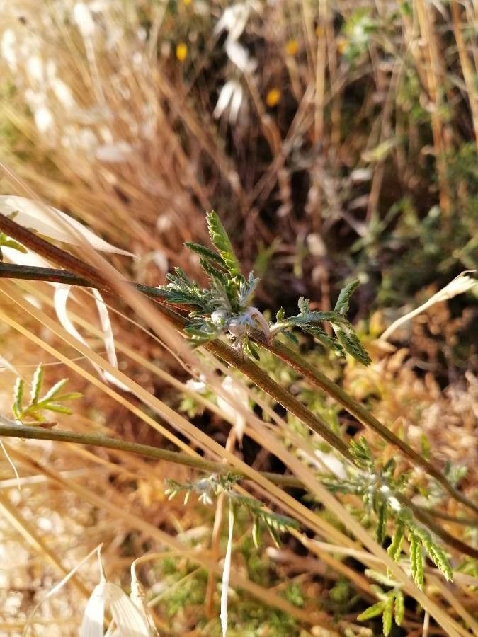 Anthemis tinctoria leaf