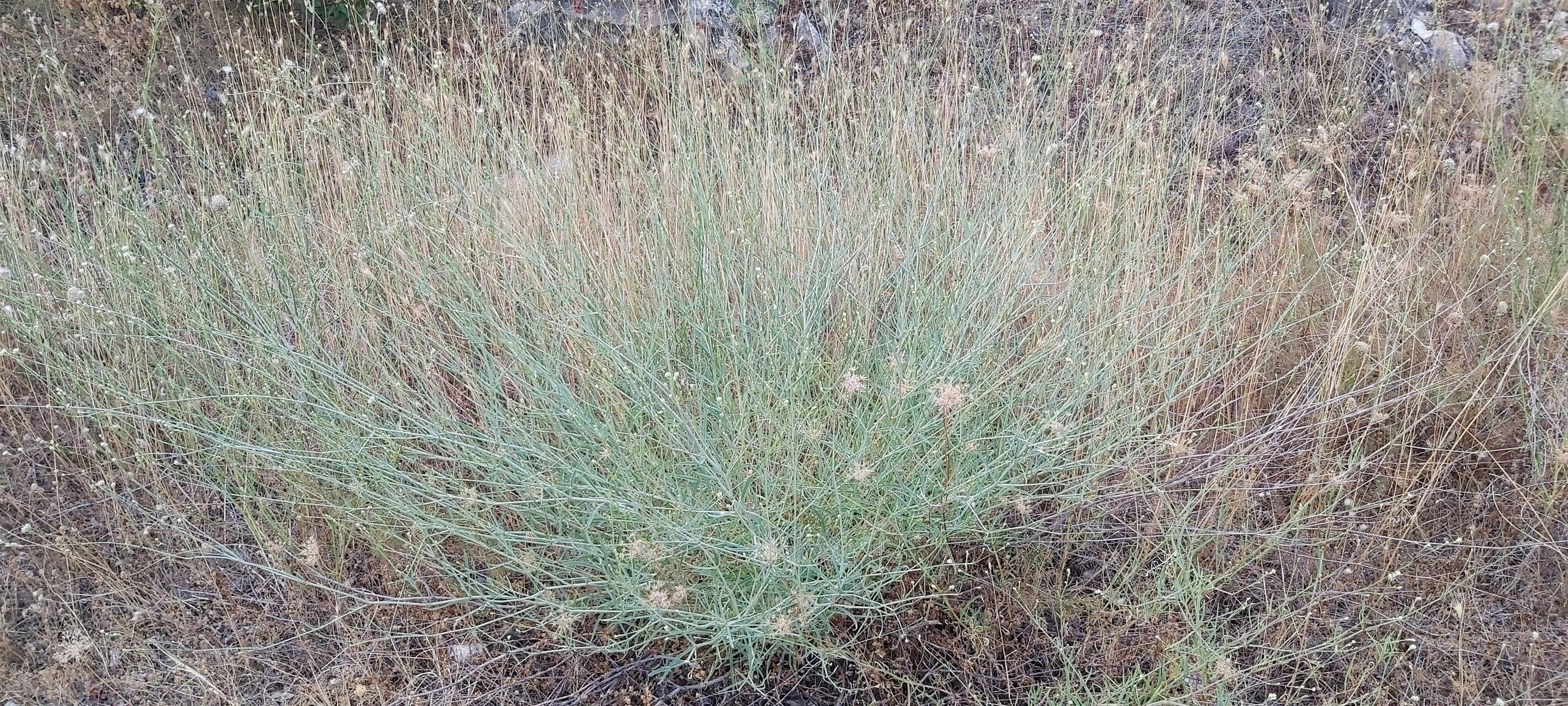 Gypsophila glomerata habit