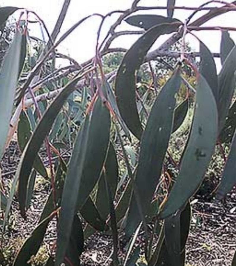 Eucalyptus lacrimans leaf