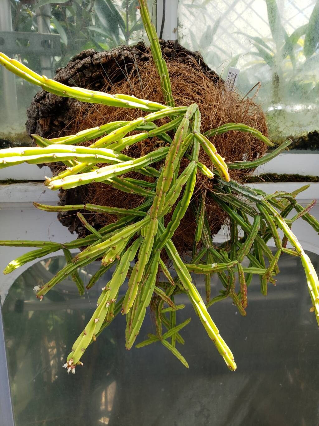 Rhipsalis pentaptera habit