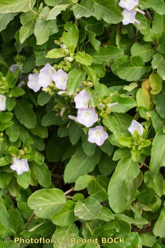 Convolvulus lopezsocasii habit