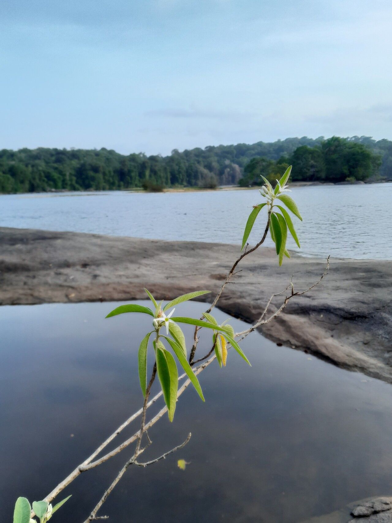 Solanum schomburgkii habit