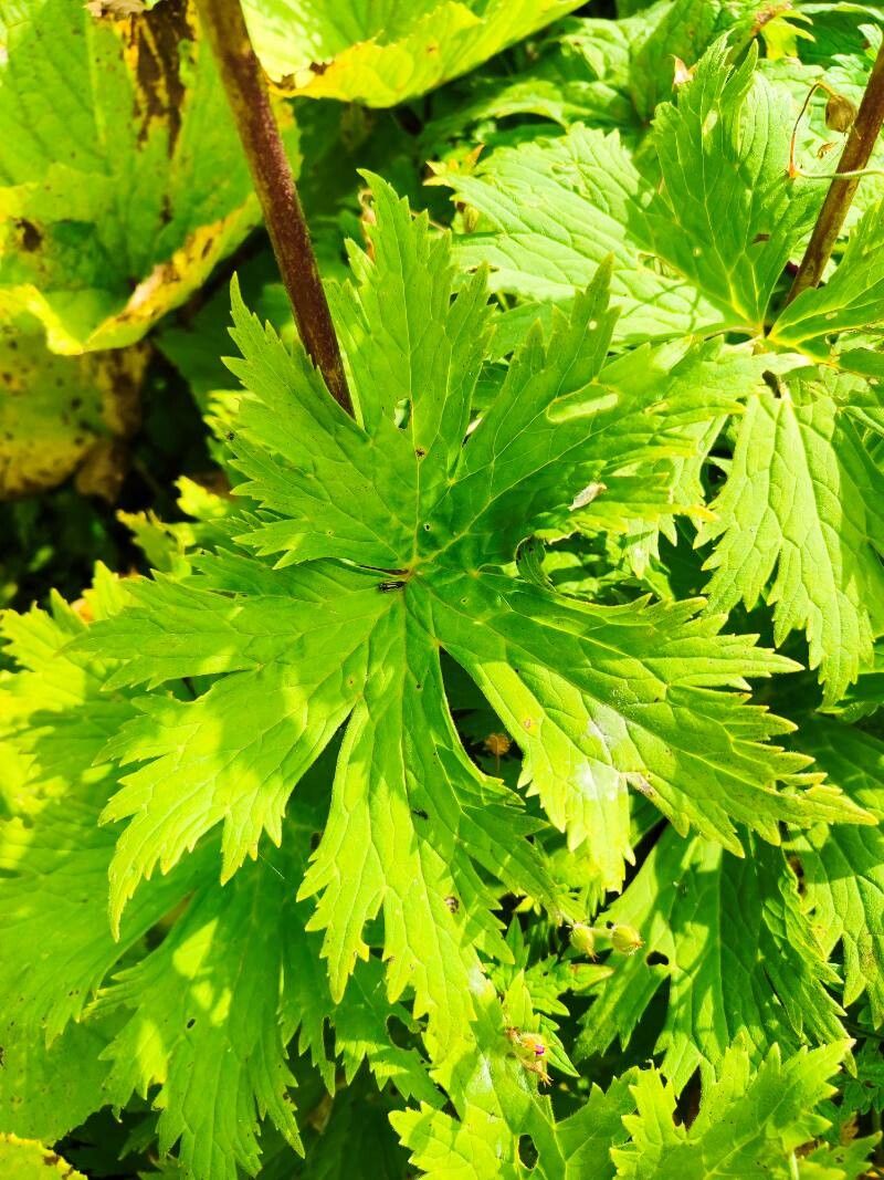 Aconitum orientale — search result for 'Aconitum'