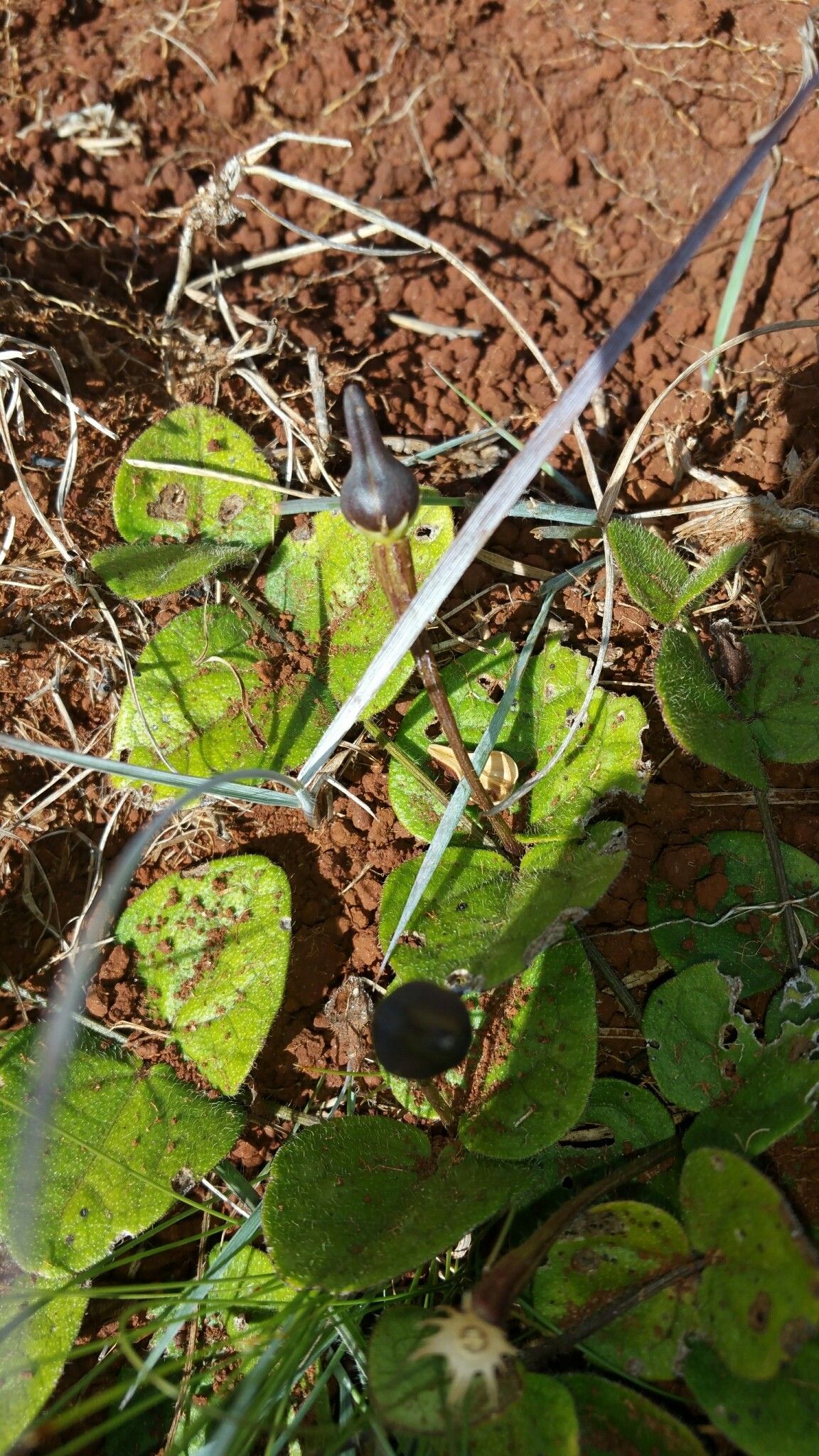 Thunbergia cyanea habit