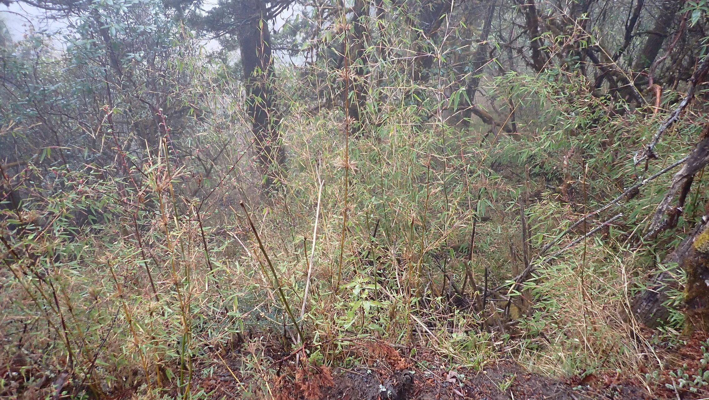 Yushania microphylla habit
