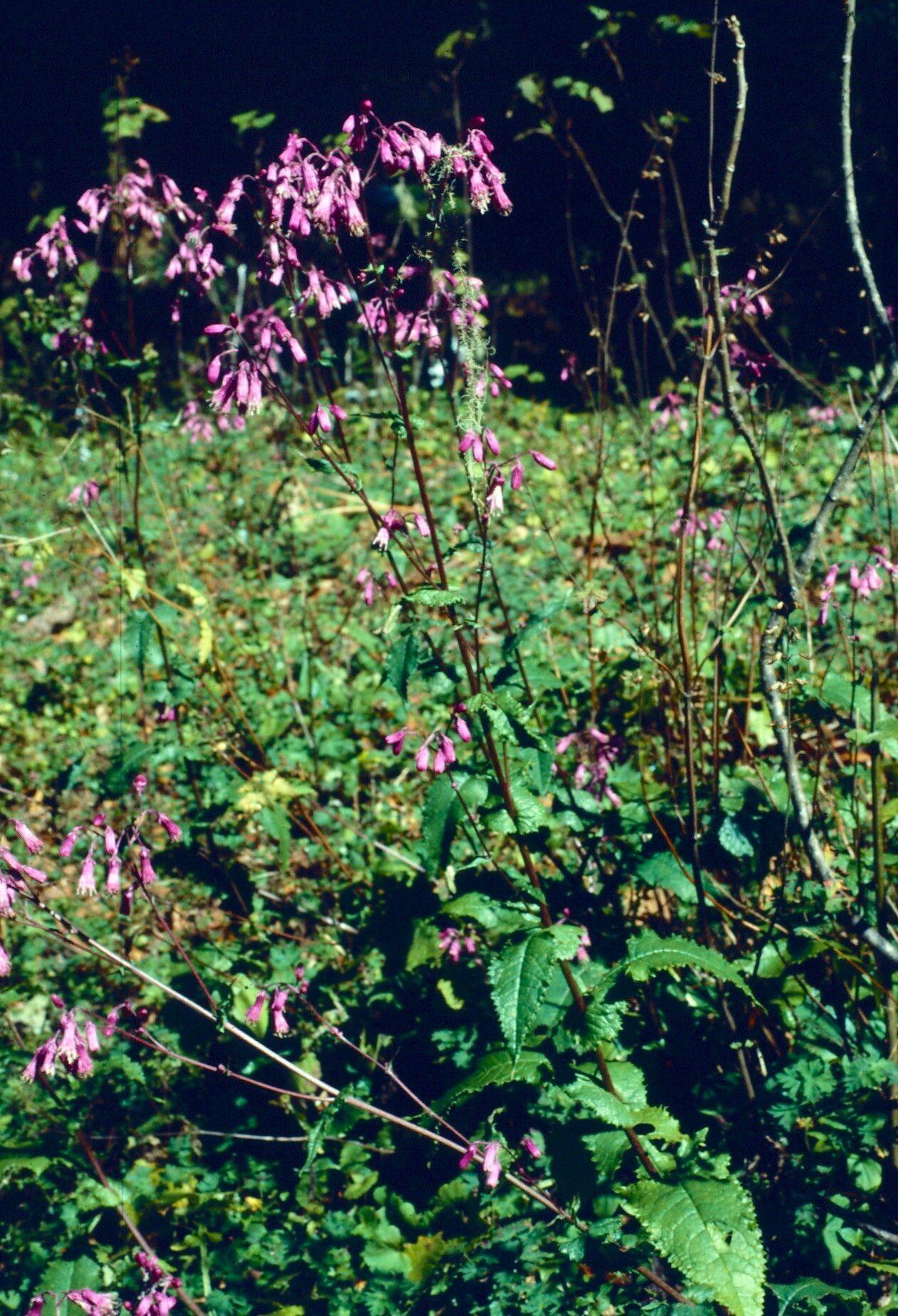 Senecio callosus habit