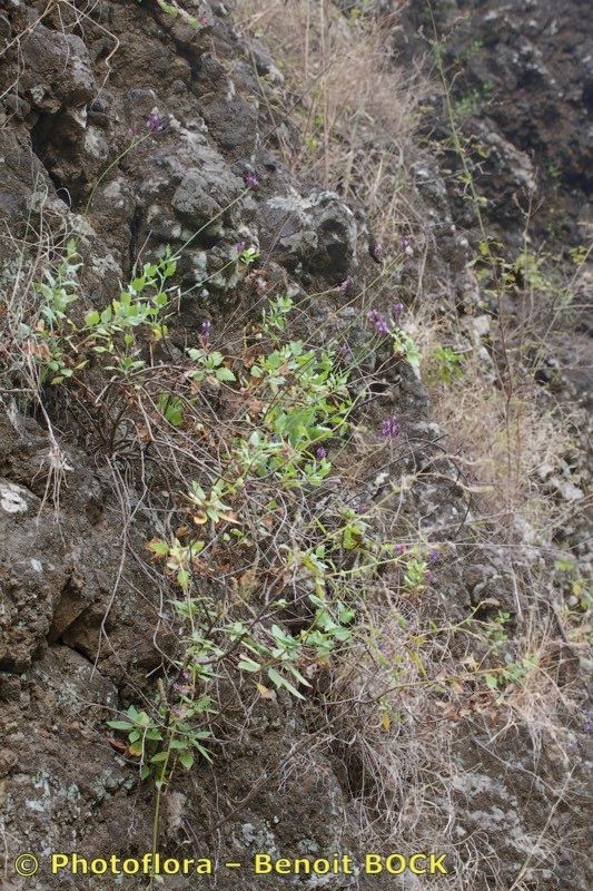 Lavandula rotundifolia habit
