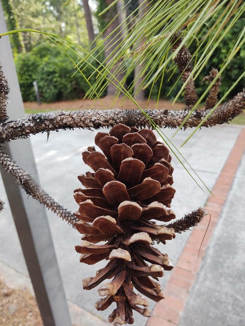 Pinus palustris fruit