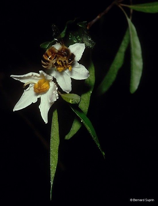 Solanum hugonis flower