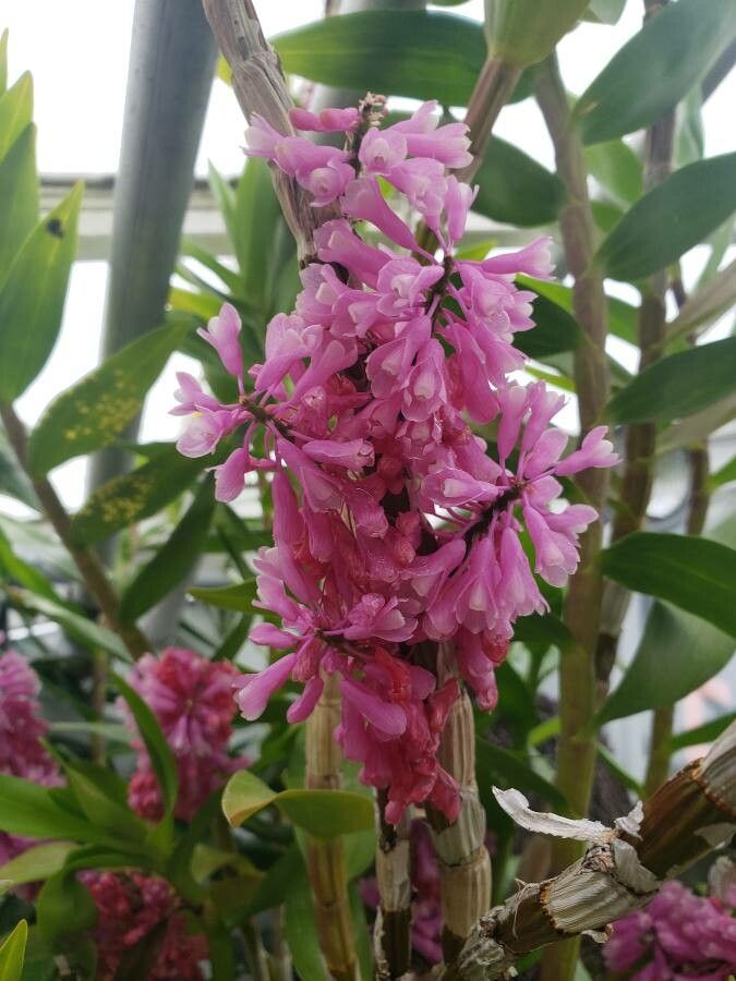Dendrobium erosum flower