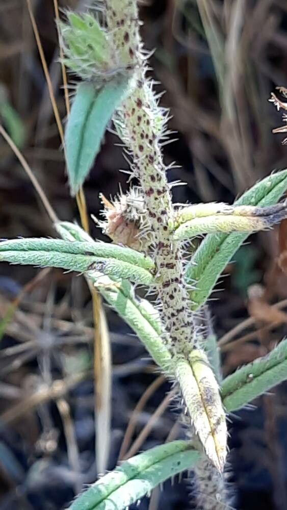 Echium sabulicola fruit