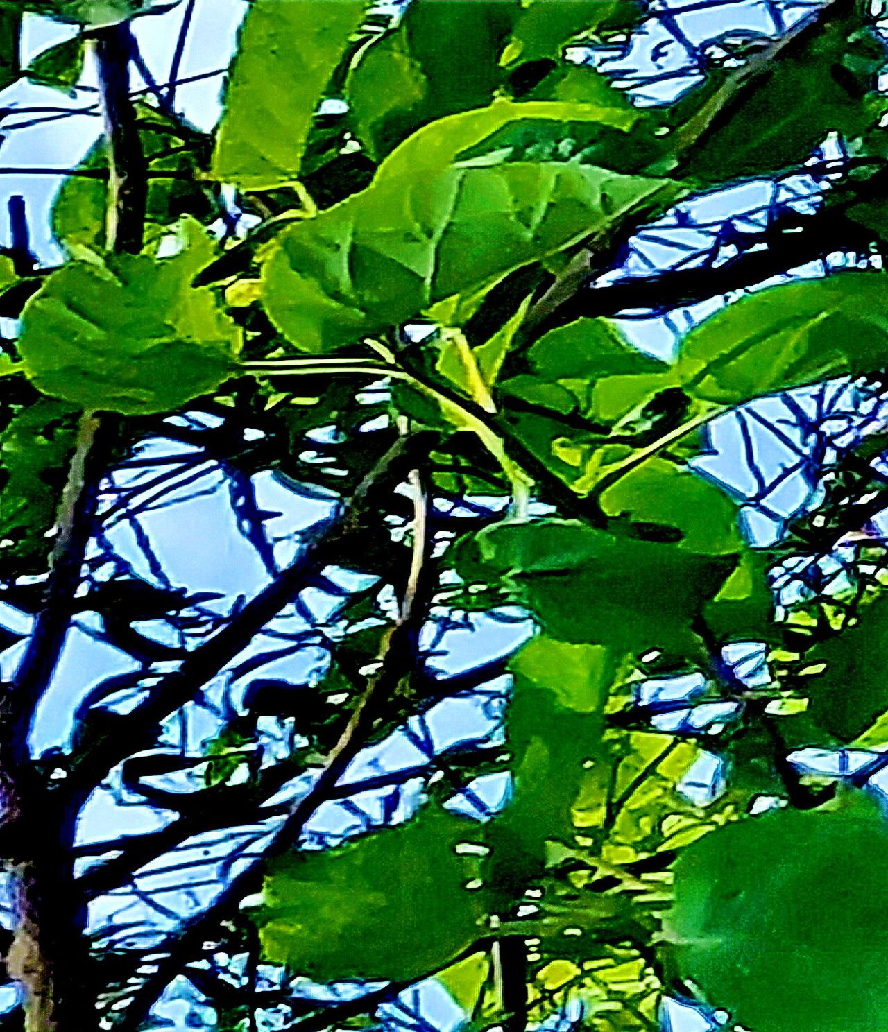 Paulownia × taiwaniana leaf
