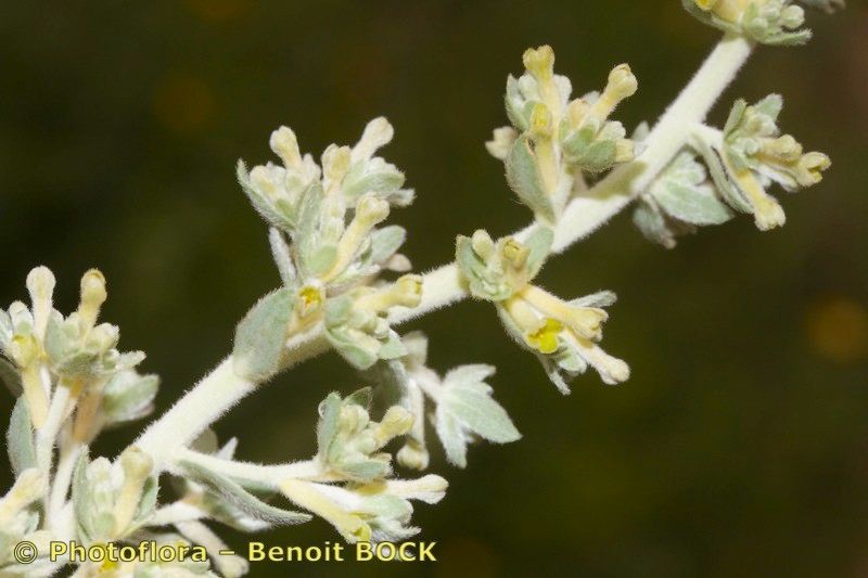 Thymelaea virgata flower