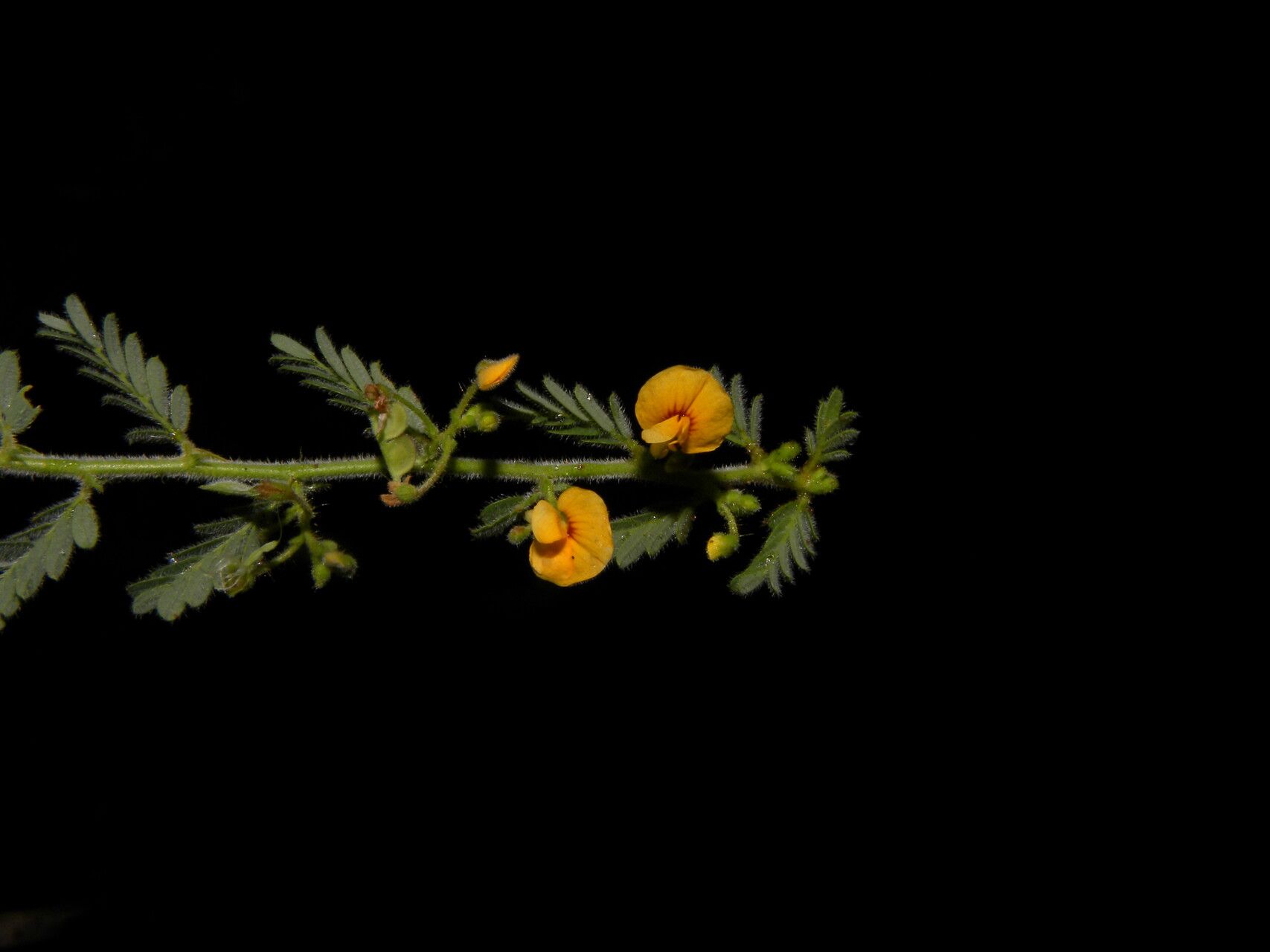 Aeschynomene histrix — houseplant care guide