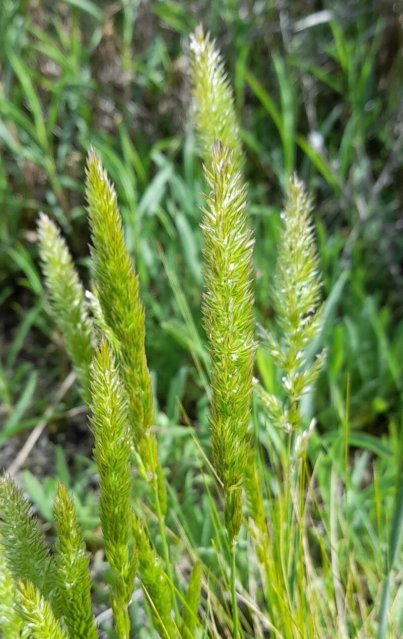 Phalaris angusta flower