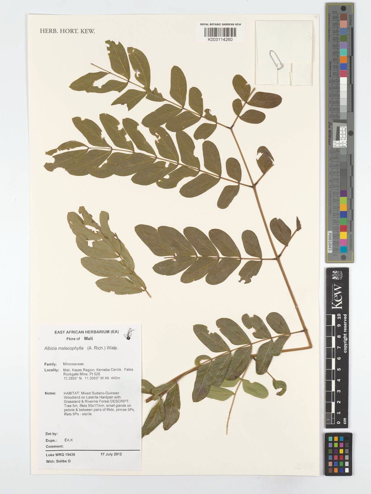 Albizia malacophylla — houseplant care guide