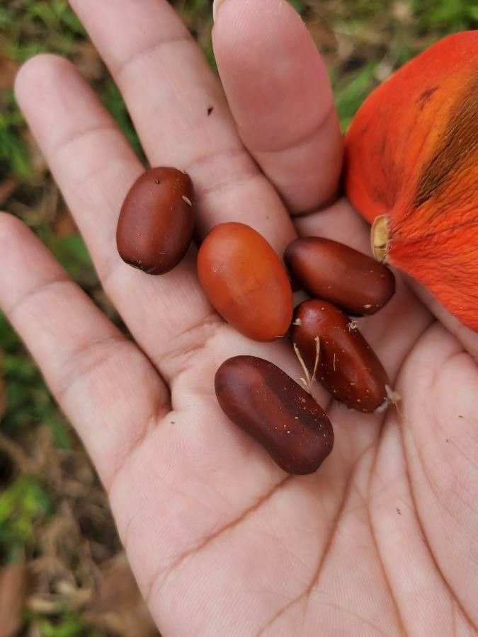 Sterculia parviflora other