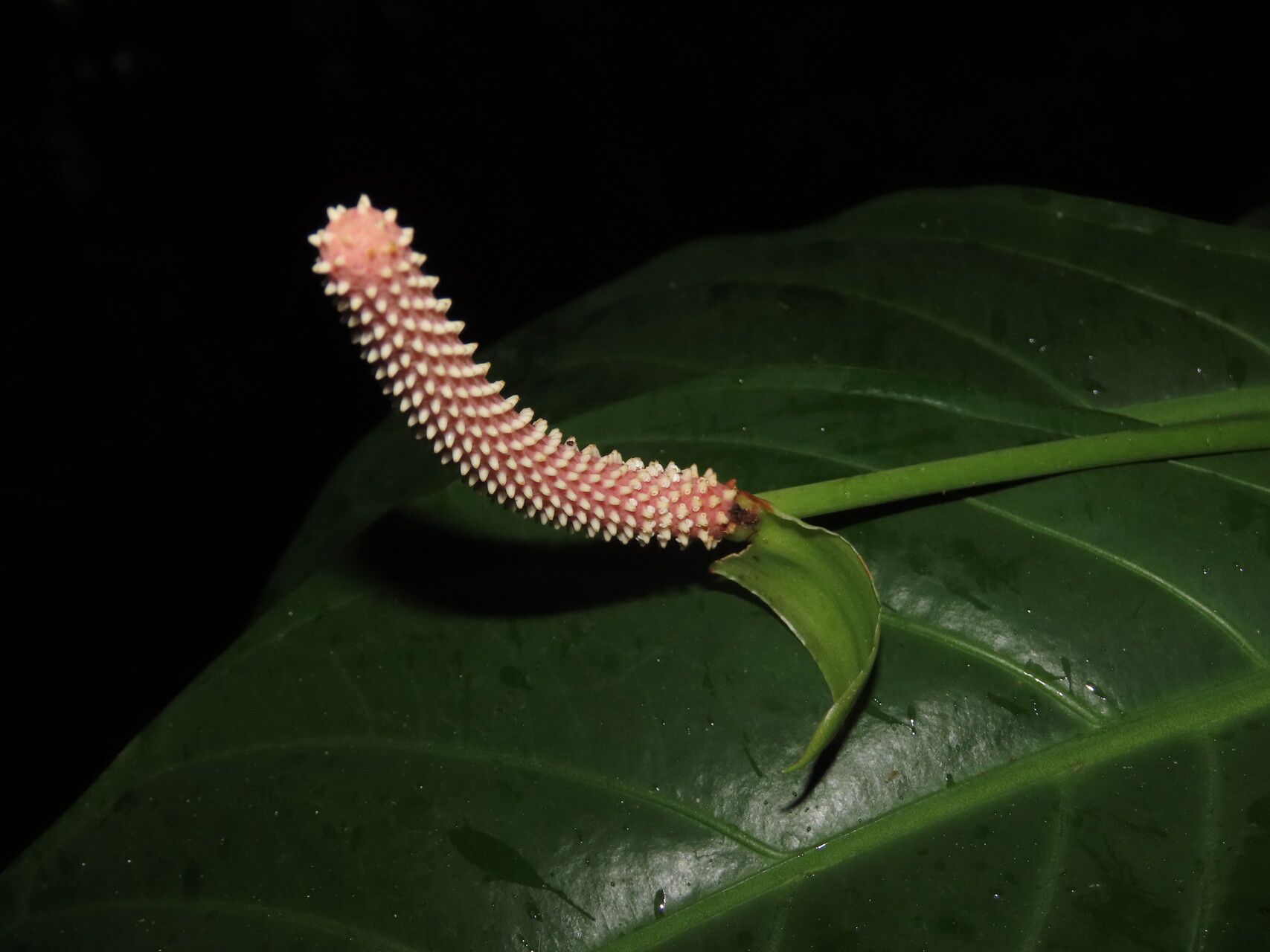 Anthurium consobrinum flower