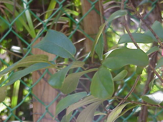 Aristolochia maxima habit