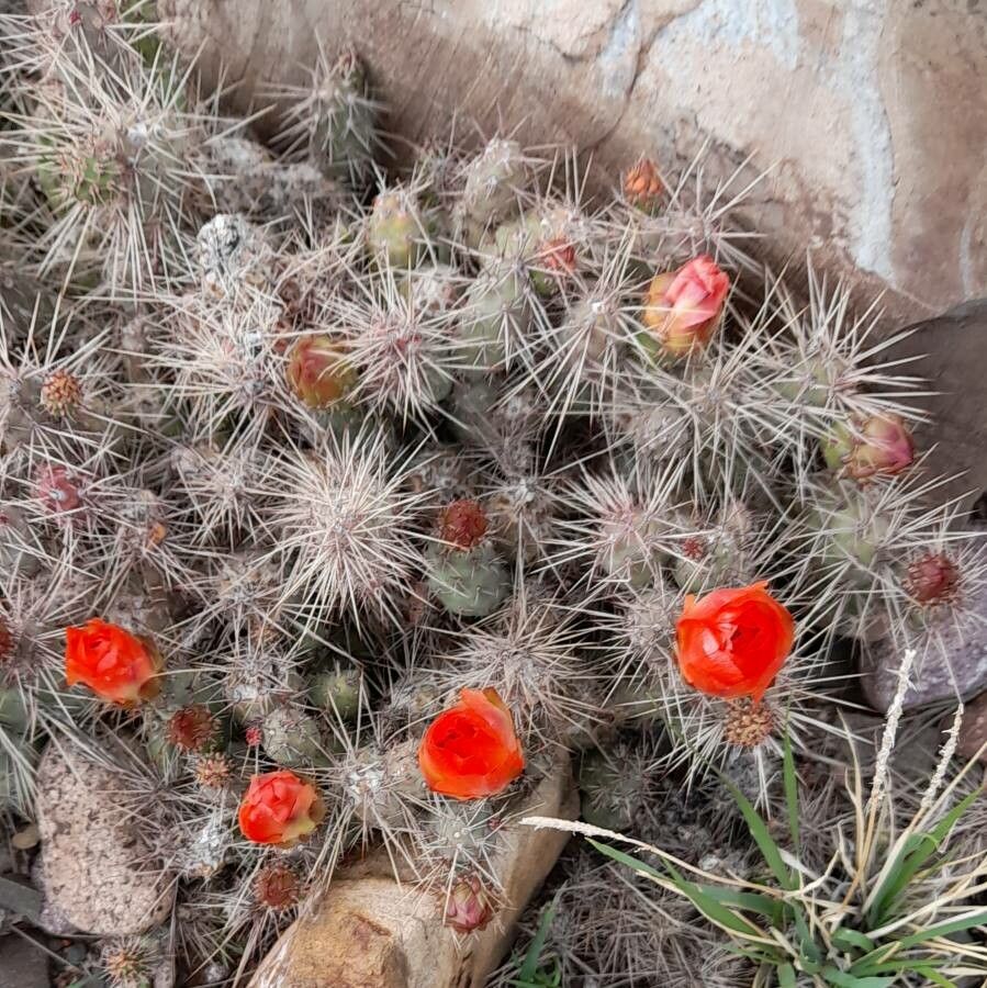 Opuntia microdisca habit