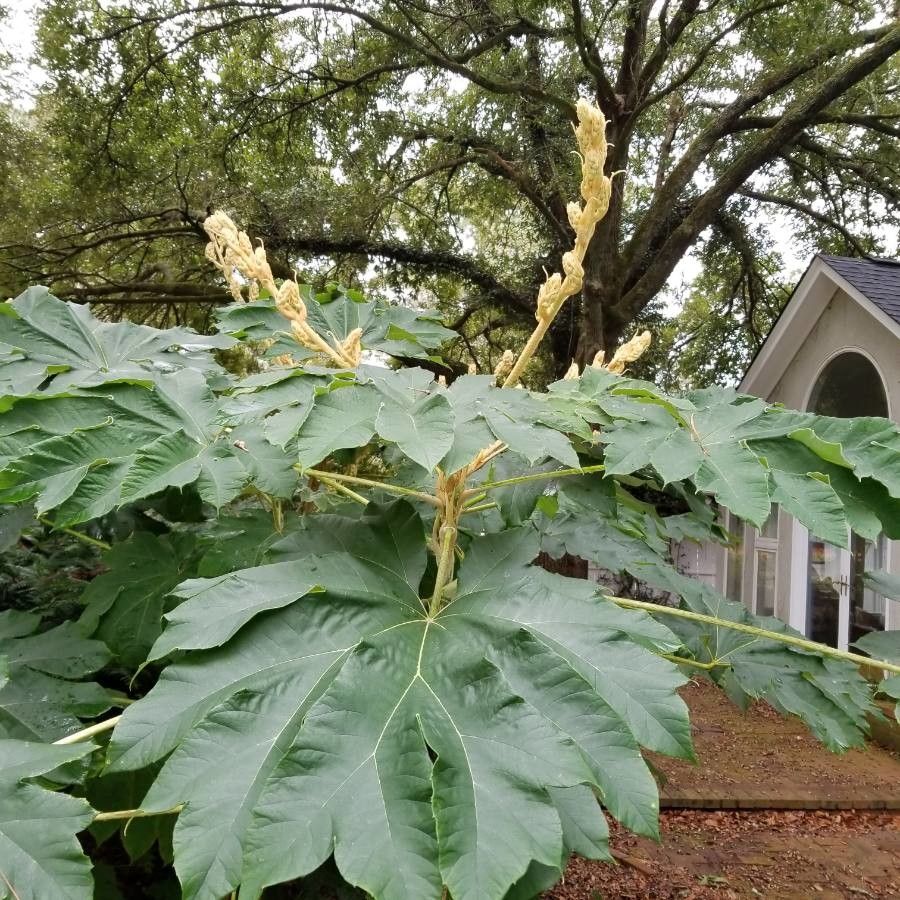 Tetrapanax papyrifer flower