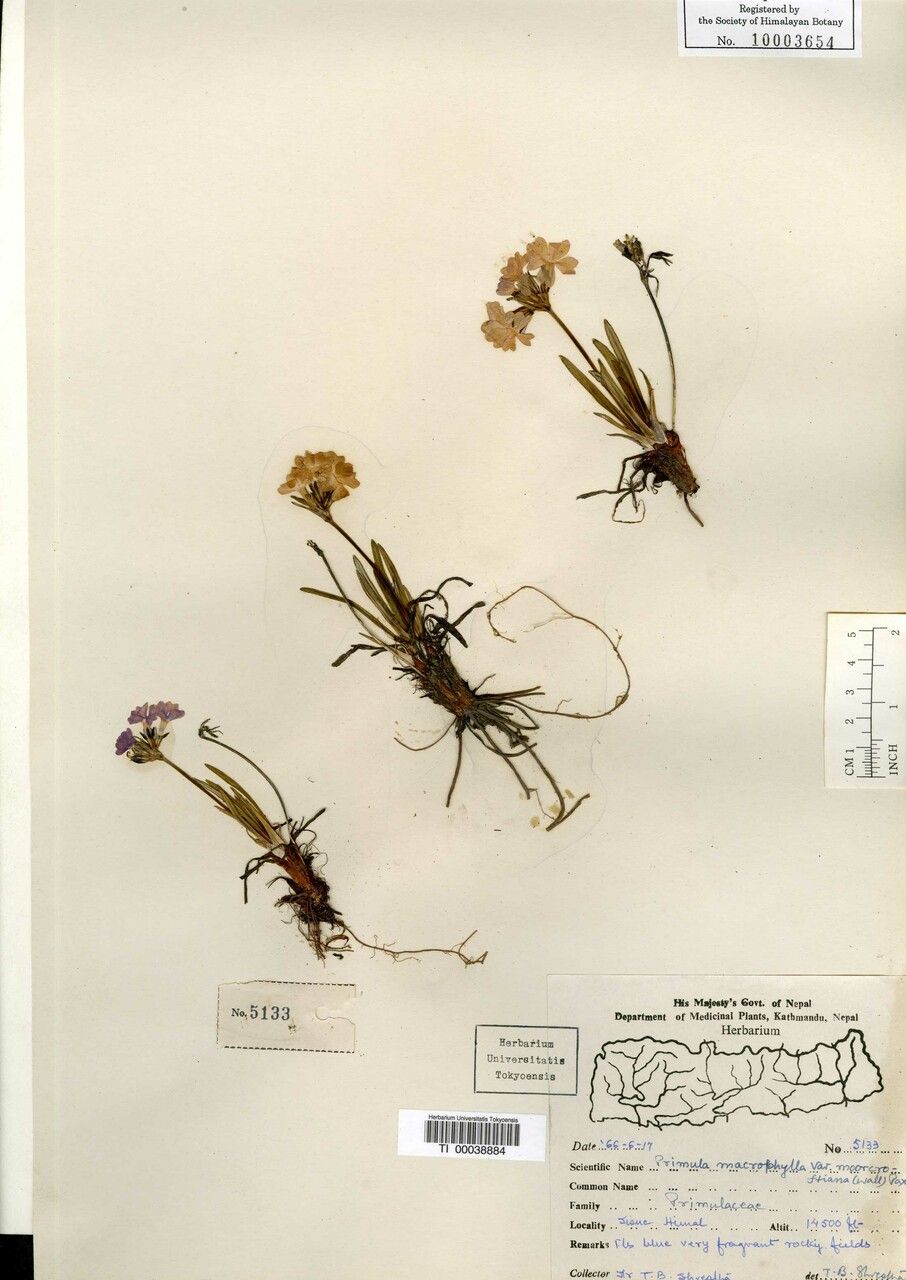 Primula nivalis other