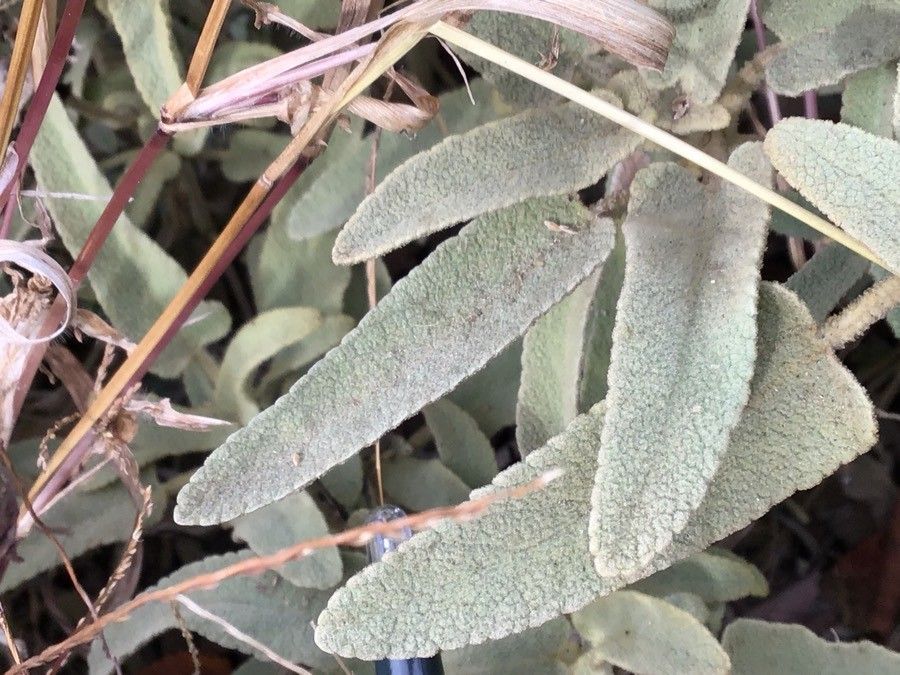Phlomis italica leaf