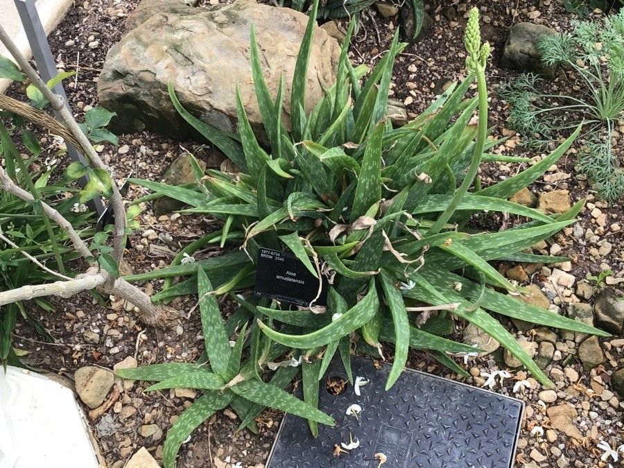 Aloe amudatensis — houseplant care guide