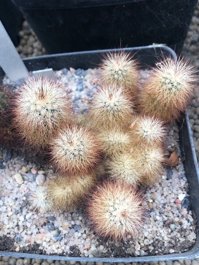 Echinocereus sciurus — search result for 'Echinocereus'