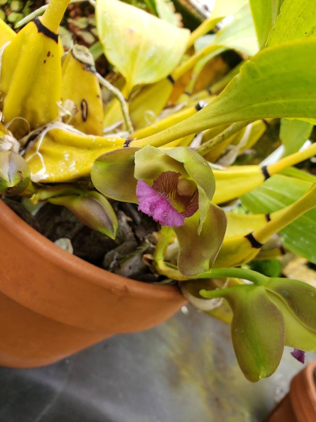 Bifrenaria inodora flower
