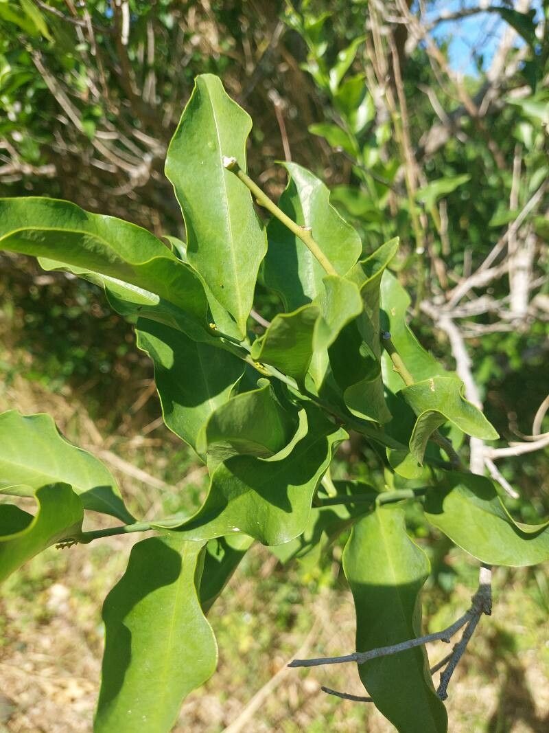 Pittosporum pentandrum leaf