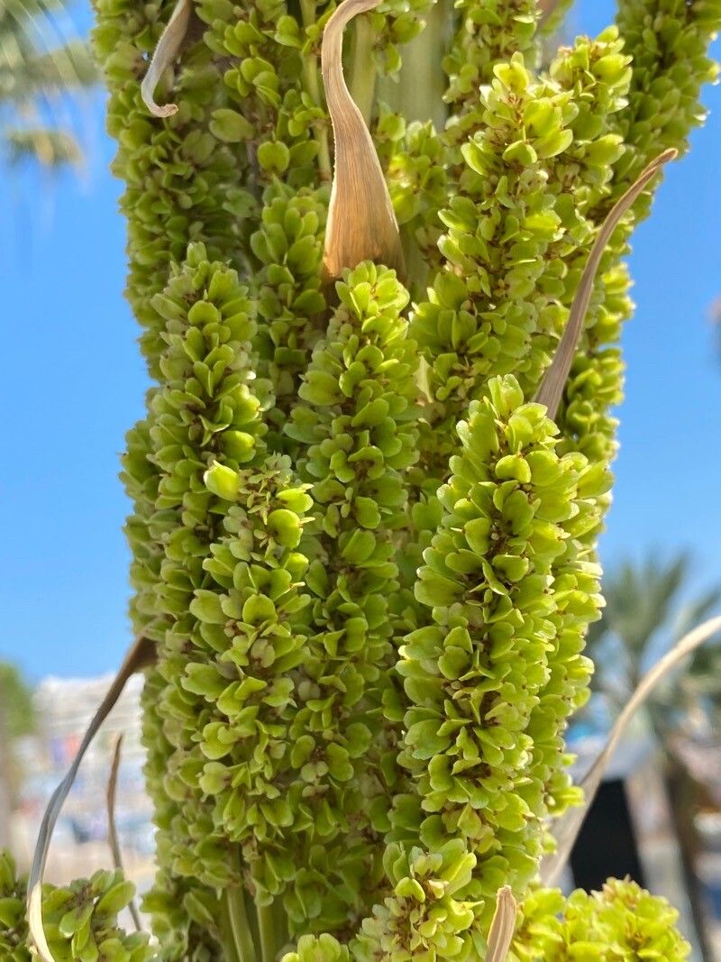 Dasylirion serratifolium flower