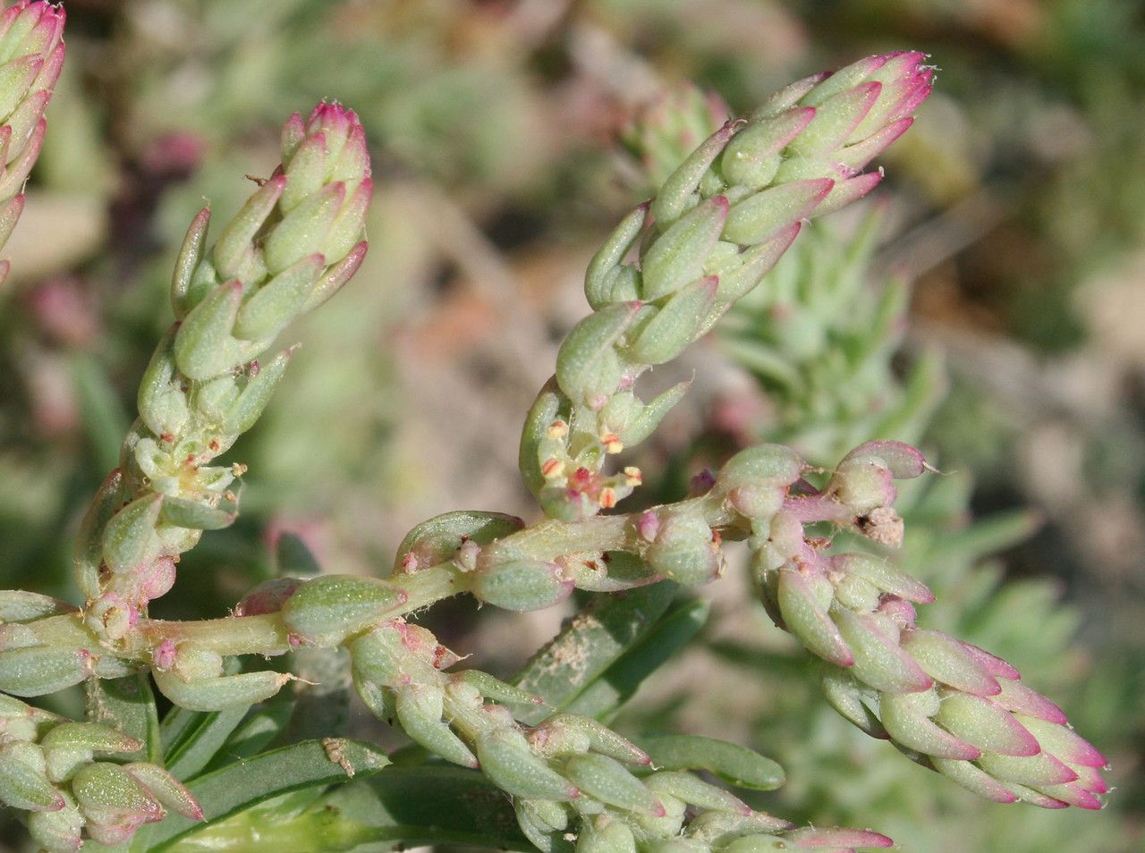 Spirobassia hirsuta flower