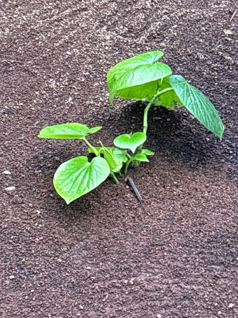 Piper latifolium — houseplant care guide