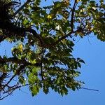 Spathodea campanulata