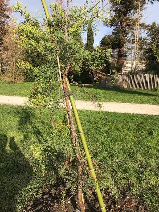 Widdringtonia nodiflora habit
