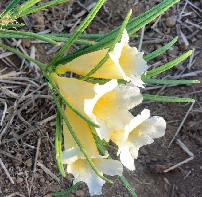 Anemopaegma arvense — houseplant care guide