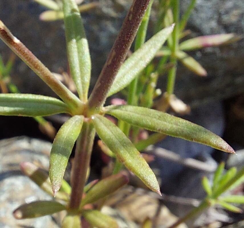Crucianella latifolia — related species from the same genus