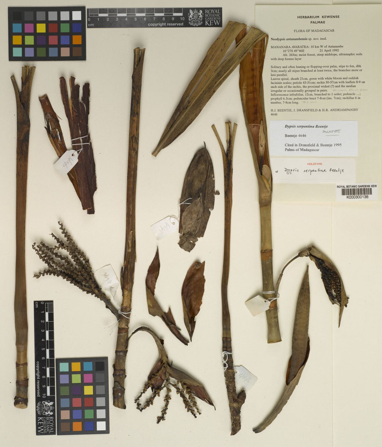 Dypsis serpentina other