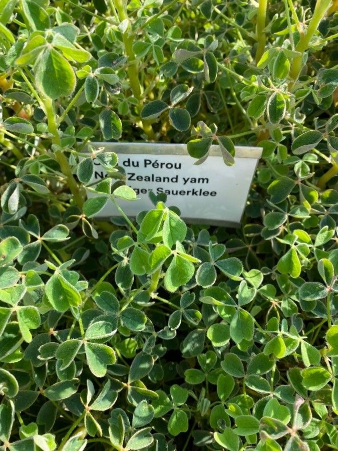 Oxalis tuberosa leaf