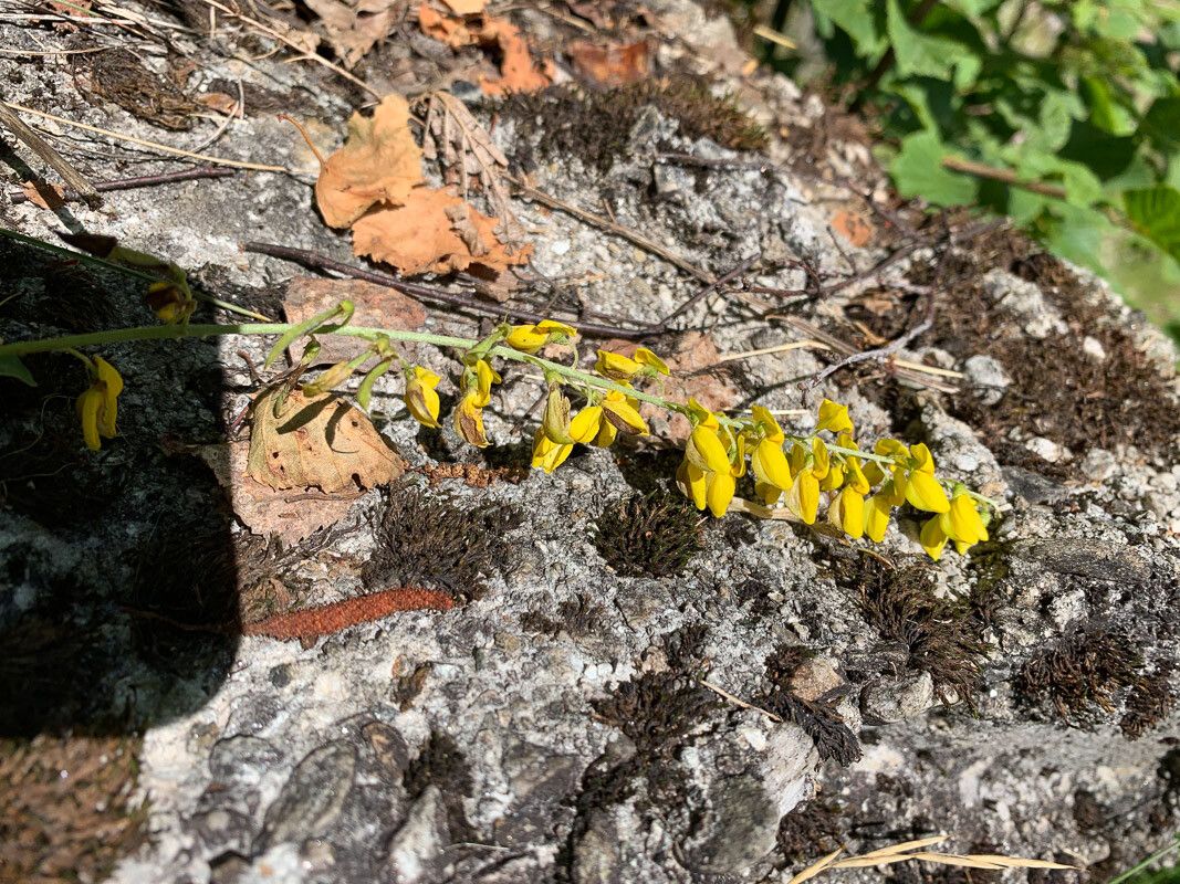 Cytisus nigricans flower