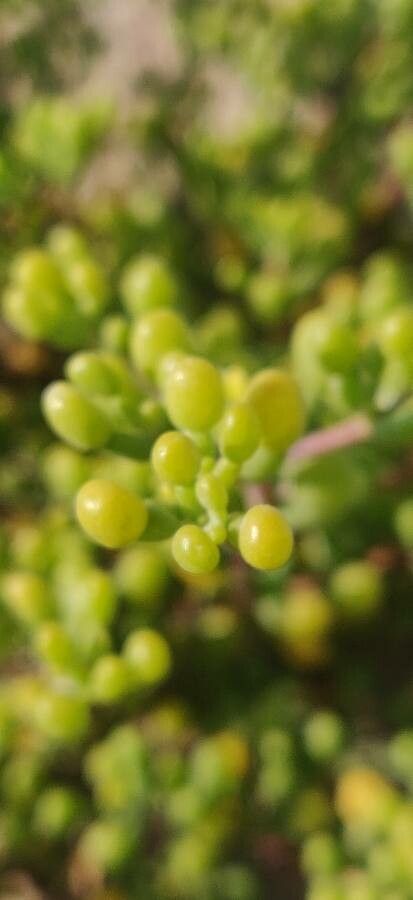 Batis maritima — houseplant care guide