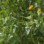 Heliopsis helianthoides