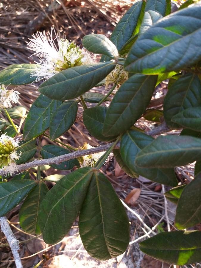 Inga maritima — houseplant care guide