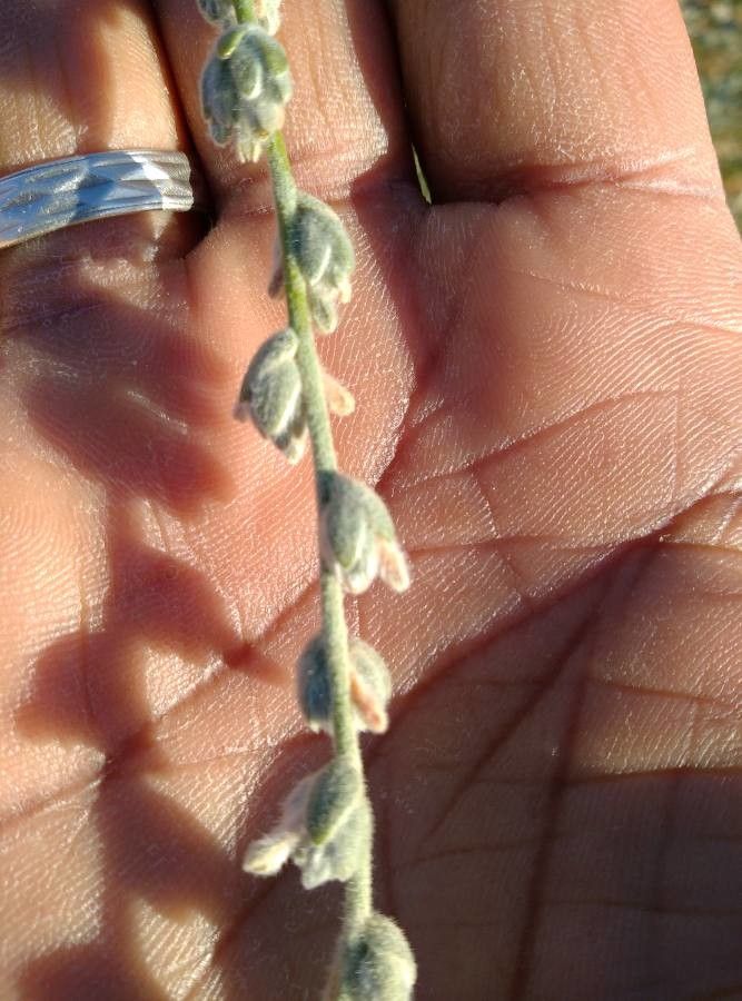 Thymelaea antiatlantica flower