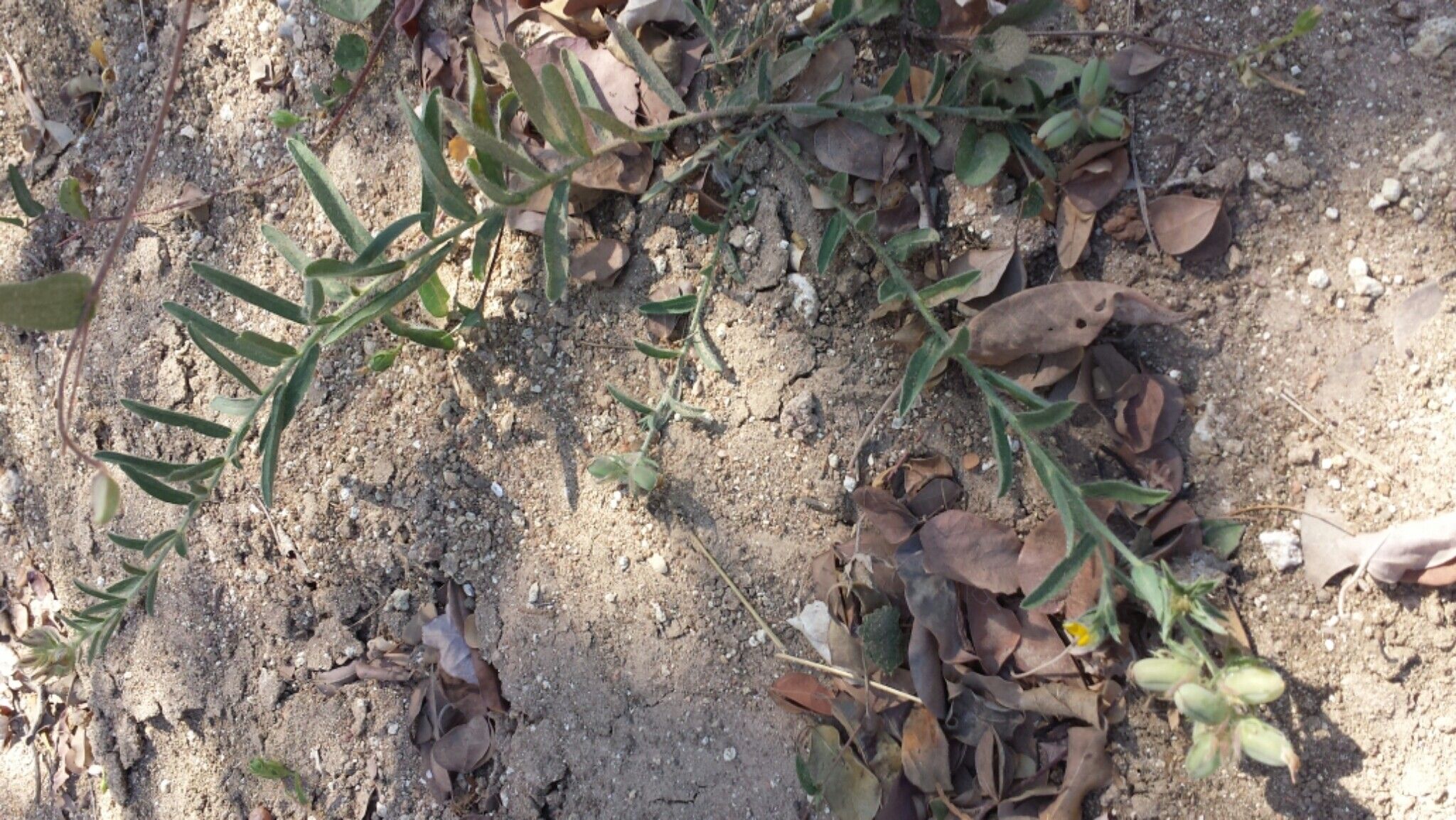 Crotalaria hirta habit