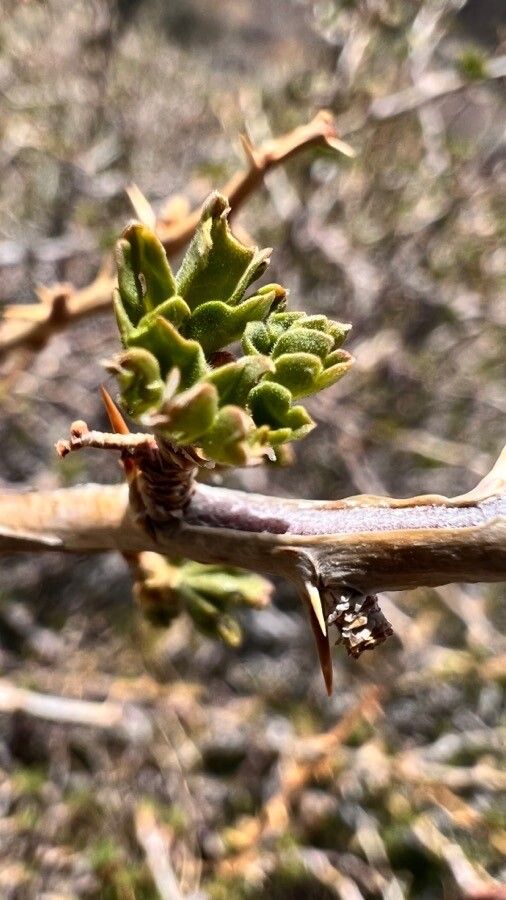 Ribes velutinum — search result for 'Ribes'