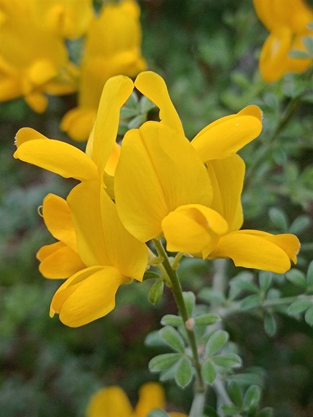 Cytisus osyrioides flower