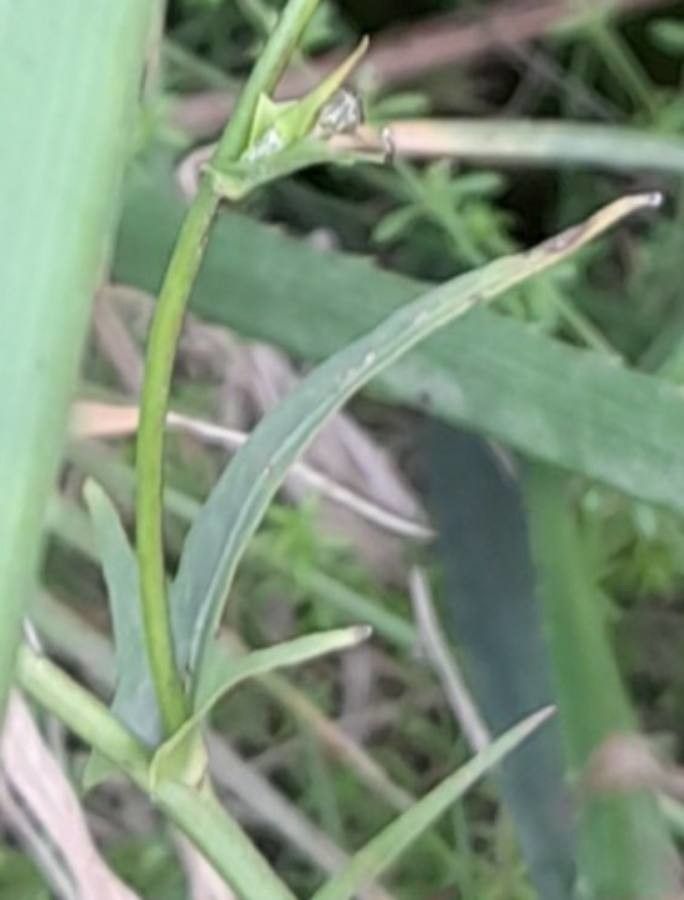 Hypochaeris albiflora leaf